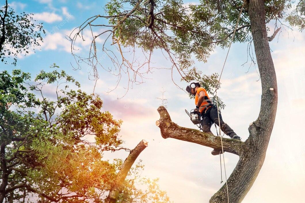 Read more about the article Cincinnati Tree Removal Services