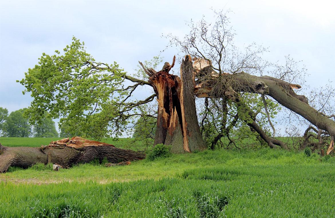Read more about the article How To Identify A Dangerous Tree