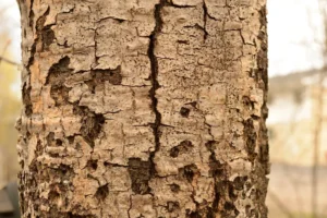 diseased tree wound invading fungi