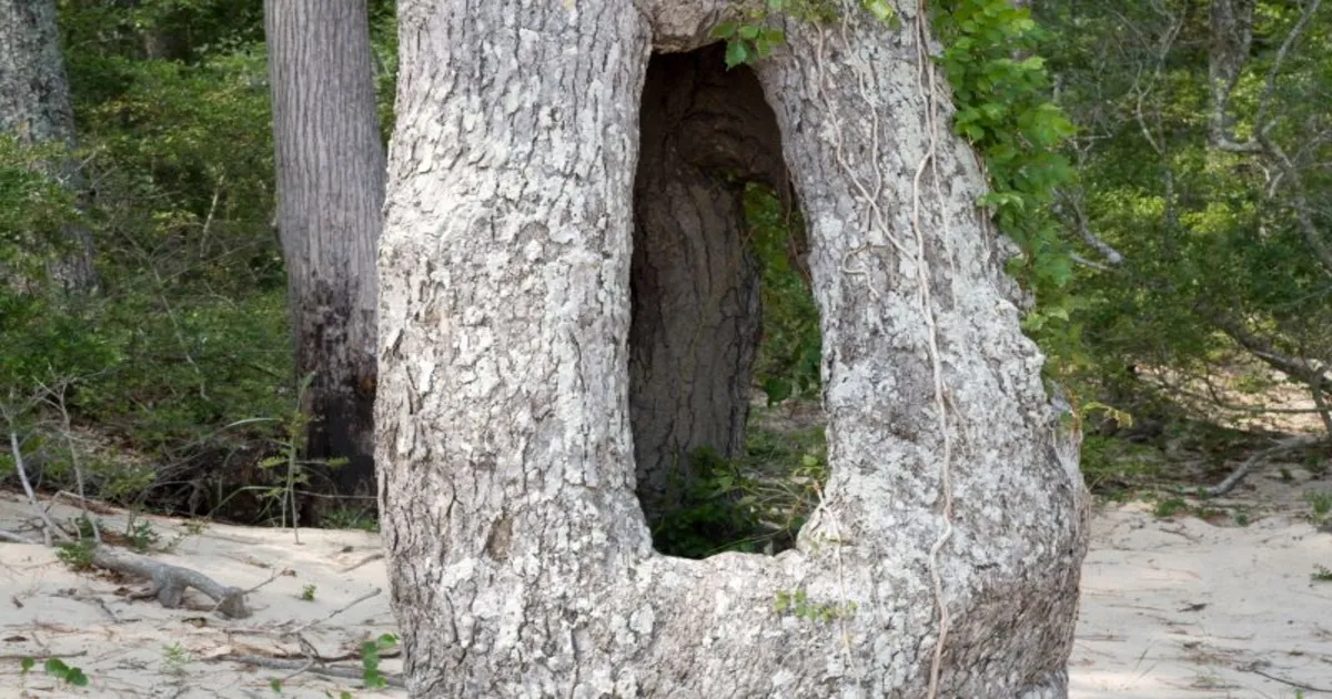 By Lauren "Lolly" Weinhold from Maryland, USA - Holey TreeUploaded by Vux, CC BY 2.0, https://commons.wikimedia.org/w/index.php?curid=7734069 cavities or hollow areas in the trunk
