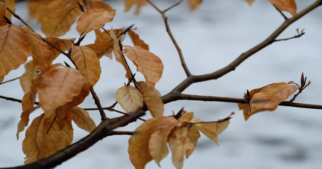 By Gorillo.Chimpo - Own work, CC BY-SA 4.0, https://commons.wikimedia.org/w/index.php?curid=129784098 fagus grandifolia in winter