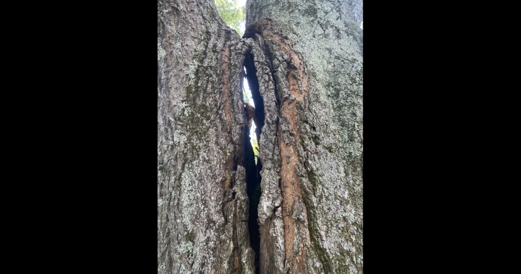 Ohio Tree Hugger large cracked tree