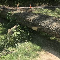 tree fell in loveland ohio tree danger in Loveland Ohio
